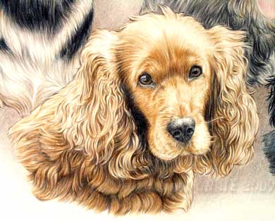 portrait de Cocker golden